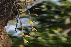 Dendrobium macrostachyum
